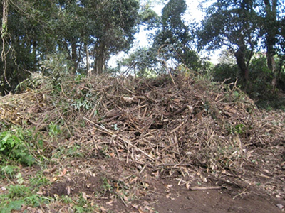 除伐した雑竹類の山