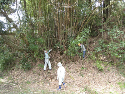 竹の除伐