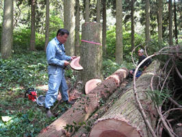 伐採した木を調べる