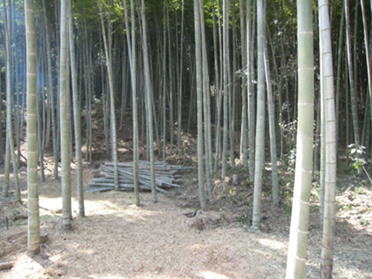 伐竹作業できれいになりました