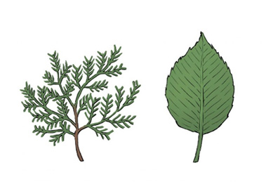 針葉樹の葉と広葉樹の葉