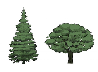 針葉樹の樹形と広葉樹の樹形
