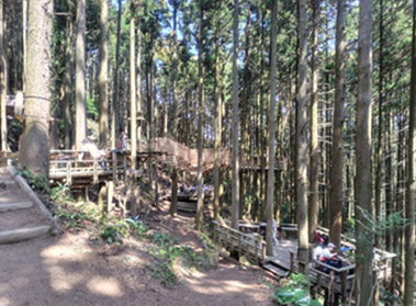 「白糸の森」のツリーデッキカフェ