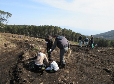 広い植栽地で植樹活動の様子