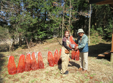 ヤマザクラなど200本の提供