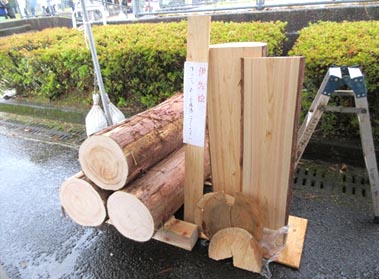 伊佐ヒノキ丸太の展示
