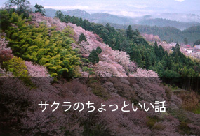 サクラのちょっといい話