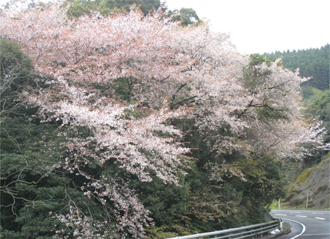 県道鹿児島加世田線のヤマザクラ