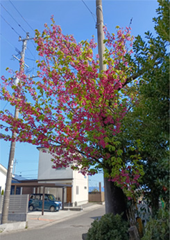 新葉と花（2026/3/2）