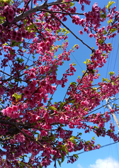 加治木町木田（2026/3/2）（森ラボ講師寺師健次提供）